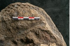 Foto (Detailansicht) von Lepidodendron aculeatum St. (NHMW-GEO-2024-0188-11019)